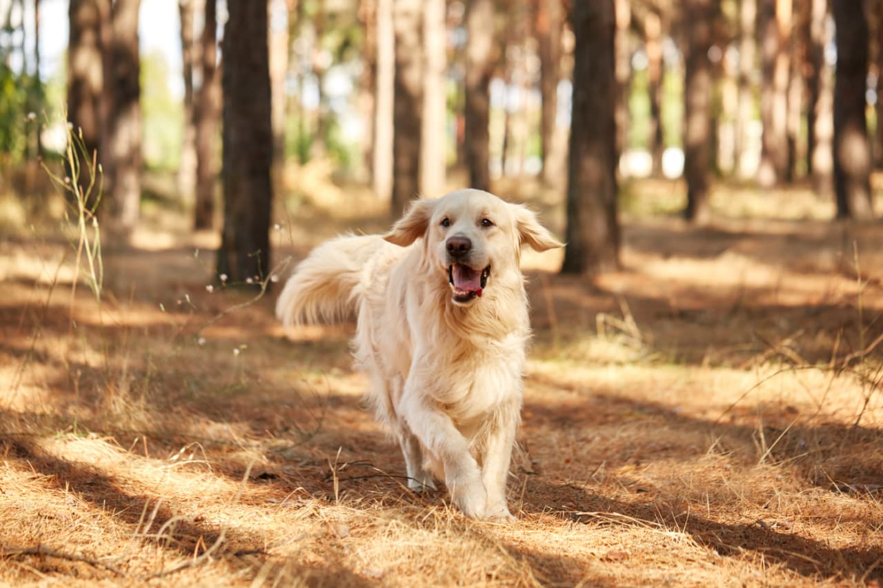 3 fantastic supplements for man's best friend