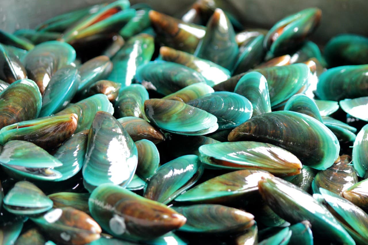 Green Lipped Mussels Help Joint Pain