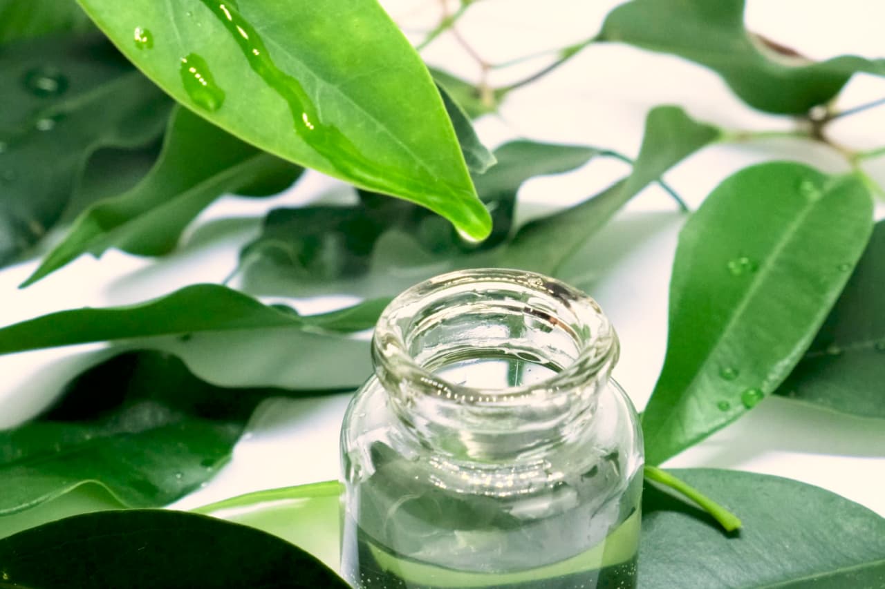Green Tea Tree Essential Oils and Extract